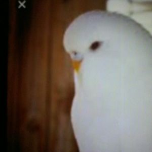 Meet your Posher, Ivette